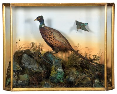 Lot 37 - Taxidermy: A Cased Ring-Necked Pheasant &...
