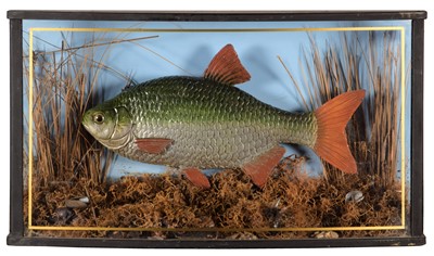 Lot 1225 - Taxidermy: A Cast Common Roach (Rutilus...