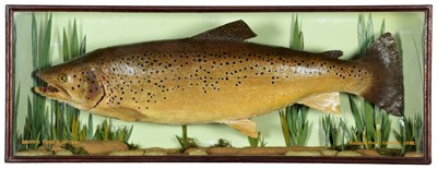 Lot 208 - Taxidermy: A Cased Brown Trout (Salmo trutta),...