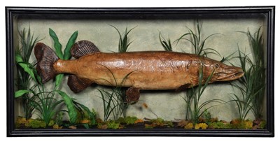 Lot 1253 - Taxidermy: A Cased Northern Pike (Esox lucius),...