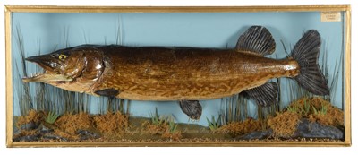 Lot 207 - Taxidermy: A Cased Northern Pike (Esox lucius),...