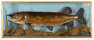 Lot 1368 - Taxidermy: A Cased Northern Pike (Esox lucius),...