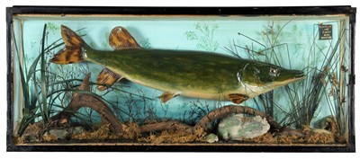 Lot 1265 - Taxidermy: A Cased Northern Pike (Esox lucius),...