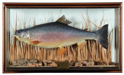 Lot 220 - Taxidermy: A Wall Cased Rainbow Trout...