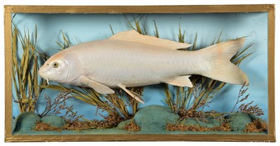 Lot 212 - Taxidermy: A Cased Ghost Albino Carp (Cyprinus...