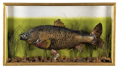 Lot 1259 - Taxidermy: A Cased Early 20th Century Mirror...