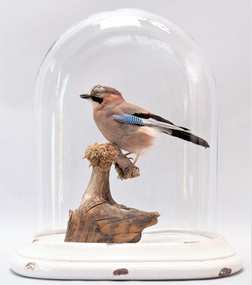 Lot 2114 - Taxidermy: A European Jay Under Dome (Garrulus...