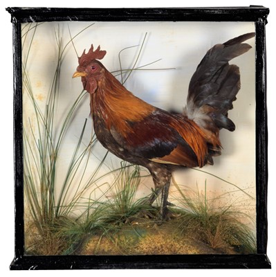 Lot 42 - Taxidermy: A Late Victorian Cased Cockerel...