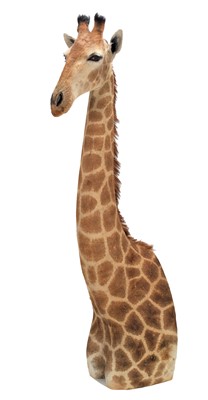 Lot 198 - Taxidermy: South African Giraffe (Giraffa...
