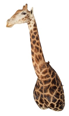 Lot 68 - Taxidermy: South African Giraffe (Giraffa...