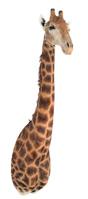 Lot 17 - Taxidermy: South African Giraffe (Giraffa...