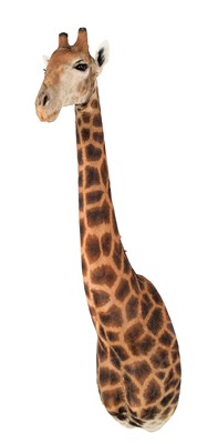 Lot 17 - Taxidermy: South African Giraffe (Giraffa...