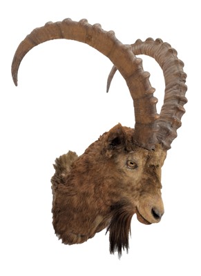Lot 92 - Taxidermy: Siberian Ibex (Capra sibirica),...