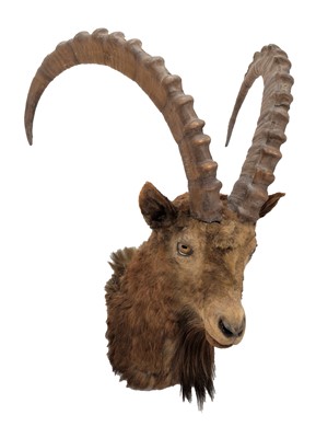 Lot 92 - Taxidermy: Siberian Ibex (Capra sibirica),...