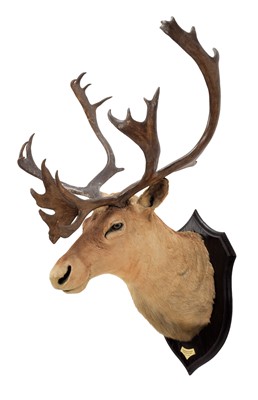 Lot 305 - Taxidermy: A North American Caribou (Rangifer...