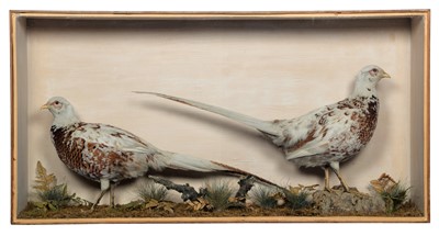 Lot 74 - Taxidermy: A Late Victorian Cased Pair of...