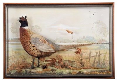 Lot 154 - Taxidermy: A Wall Cased Ring-Necked Pheasant...