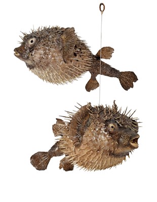 Lot 1258 - Taxidermy: A Pair of Porcupine Puffer Fish,...