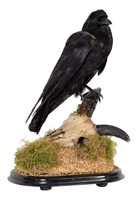 Lot 86 - Taxidermy: A Carrion Crow on Skull (Corvus...