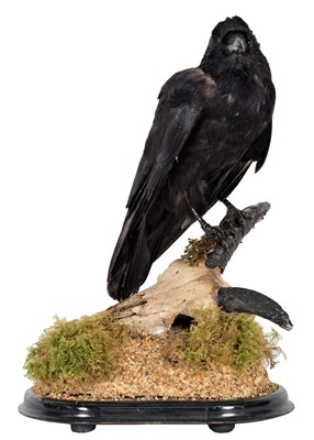 Lot 86 - Taxidermy: A Carrion Crow on Skull (Corvus...