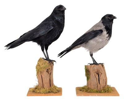 Lot 88 - Taxidermy: A Hooded Crow & Carrion Crow...