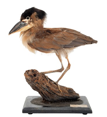 Lot 1270 - Taxidermy: A Boat-Billed Heron (Cochlearius...