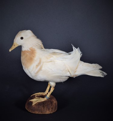 Lot 1220 - Taxidermy: A White Mandarin Duck (Aix...