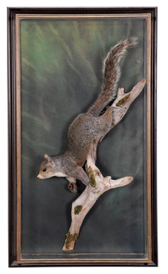 Lot 27 - Taxidermy: A Wall Cased Grey Squirrel (Sciurus...