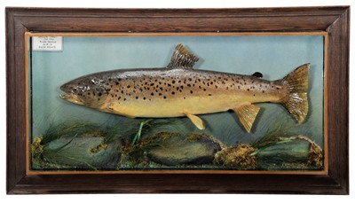 Lot 216 - Taxidermy: A Cased Brown Trout (Salmo trutta),...