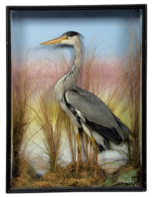 Lot 69 - Taxidermy: A Late Victorian Cased Grey Heron...