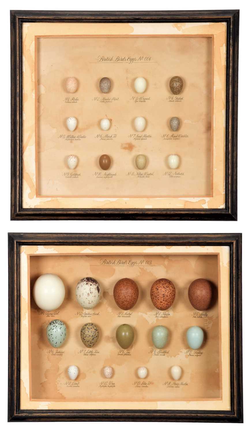 Lot 133 - Natural History: A Pair of Framed Displays