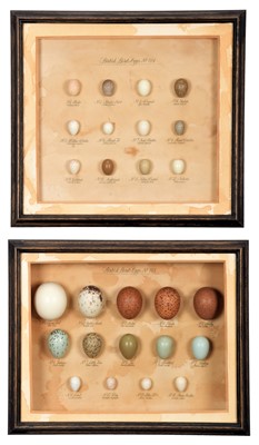 Lot 133 - Natural History: A Pair of Framed Displays of...