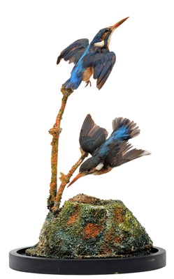 Lot 95 - Taxidermy: A Pair of European Kingfishers...