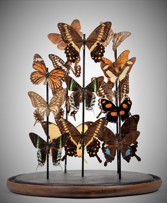 Lot 328 - Entomology: A Display of Tropical Butterflies,...