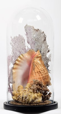 Lot 1223 - Conchology: A Group of World Sea Shells Under...