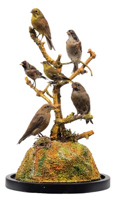 Lot 166 - Taxidermy: A Dome of European Countryside...