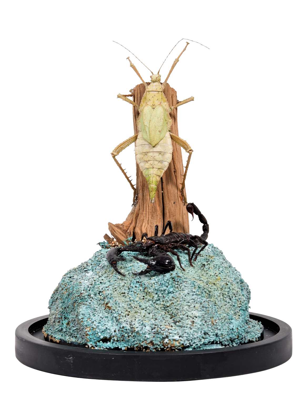 Lot 1229 - Entomology: A Giant Forest Scorpion & Prickly...