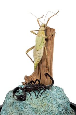 Lot 1229 - Entomology: A Giant Forest Scorpion & Prickly...