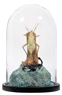 Lot 1229 - Entomology: A Giant Forest Scorpion & Prickly...