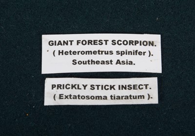 Lot 1229 - Entomology: A Giant Forest Scorpion & Prickly...