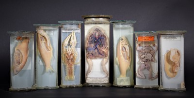 Lot 115 - Natural History Wet Specimens: A Collection of...