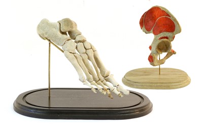 Lot 90 - Human Foot Bones