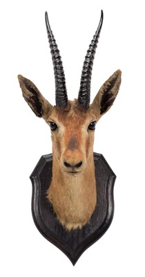 Lot 96 - Taxidermy: A Thomson's Gazelle (Eudorcas...