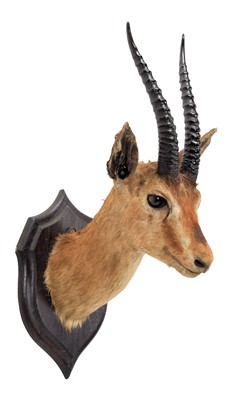 Lot 96 - Taxidermy: A Thomson's Gazelle (Eudorcas...