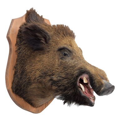 Lot 103 - Taxidermy: A European Wild Boar (Sus scrofa),...