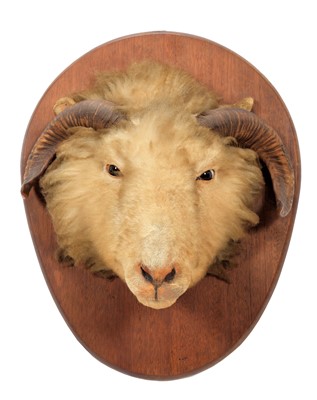 Lot 105 - Taxidermy: A Merino Sheep (Ovis aries), circa...