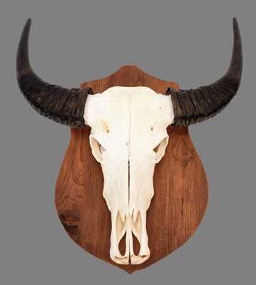 Lot 100 - Skulls/Horns: An Asian Water Buffalo Skull...