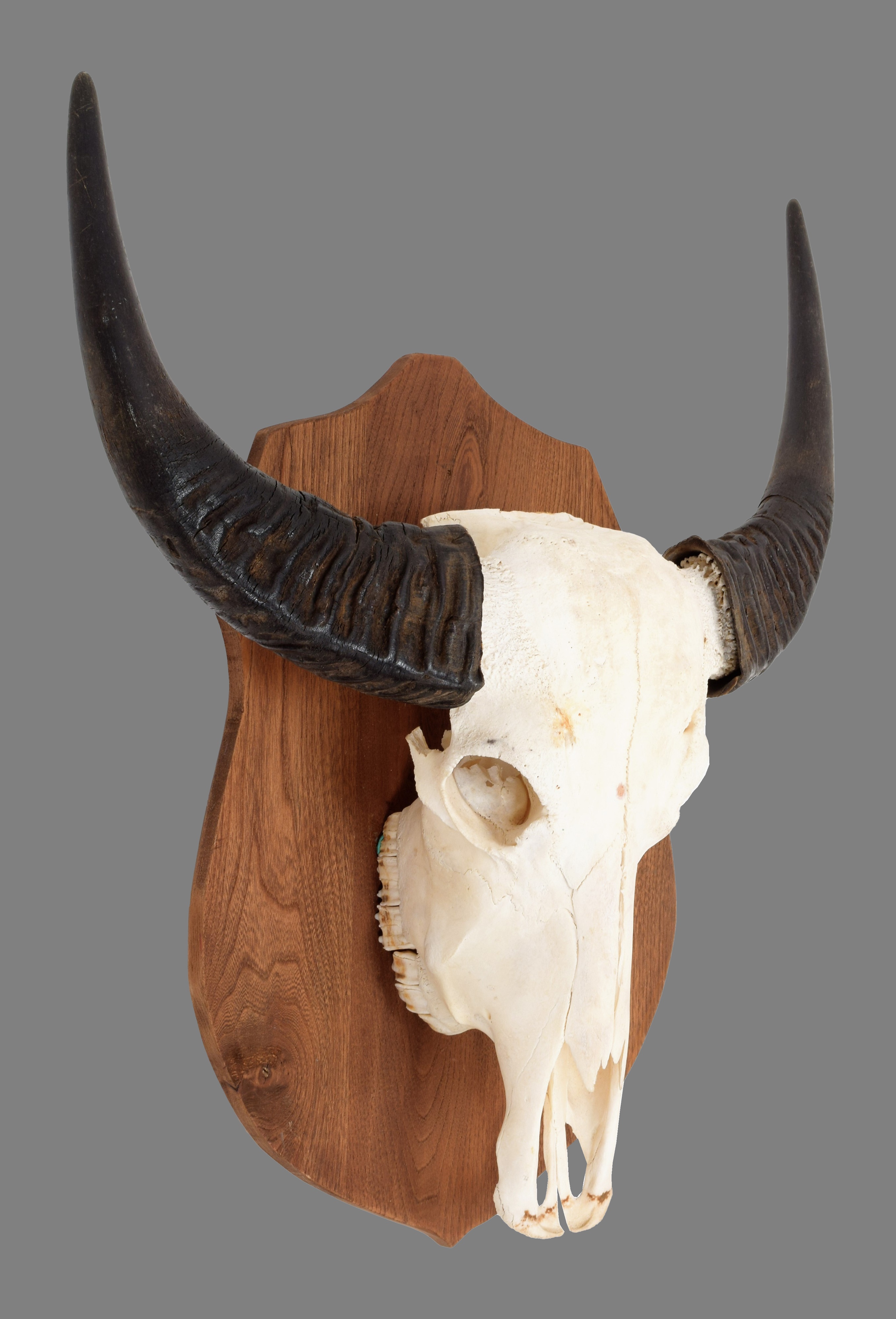 Lot 100 - Skulls/Horns: An Asian Water Buffalo Skull