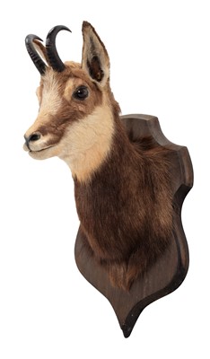 Lot 278 - Taxidermy: Alpine Chamois (Rupicapra...