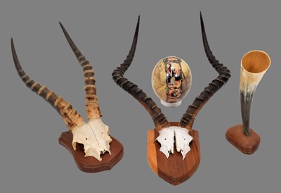 Lot 1215 - Antlers/Horns: A Set of Common Impala &...